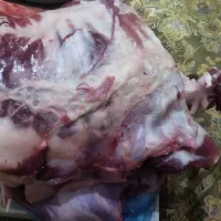 گوشت تازه بز جوان