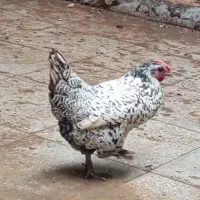 مرغ تخم کن فروشی