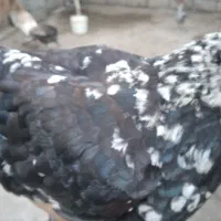 تخم مرغ نطفه دار گلین لری