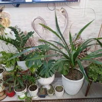 گل های زیبا و آپارتمانی