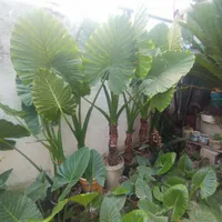 فروش گل بابا آدم به صورت تک و عمده به قیمت عمده