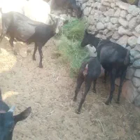 بز های مورسیا فروشی هستن