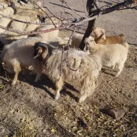 40راس گوسفند چاق فروشی نر وماده|حیوانات مزرعه|راین, |دیوار