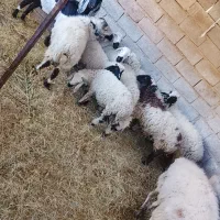 ۱۰ راس گوسفند|حیوانات مزرعه|بم, |دیوار