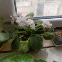 بنفشه افریقایی