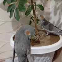 طوطی|پرنده|فیرورق, |دیوار