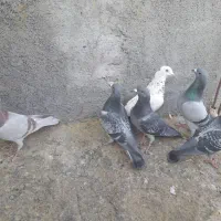 کبوتر پلاکی|پرنده|لنجان, |دیوار