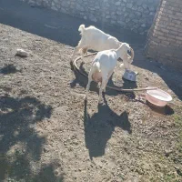 گوسفند