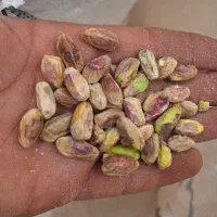 خریدار پوک گوی رو آبی و خدمات خورد کنی