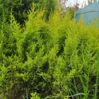 لاوسون|خدمات باغبانی و درختکاری|شیرود, |دیوار