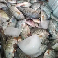 ماهی شانگ تازه