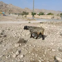 فروش دو راس قوچ