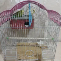 دوپرنده زیبا مرغ عشق