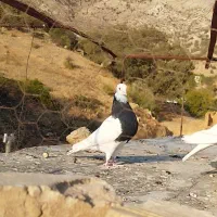 طوق سیاه ماده|پرنده|شیراز, گویم|دیوار