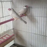 فنچ نرگسی|پرنده|شیراز, تل حسین‌آباد|دیوار
