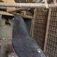 کبوترزاغ‌قاره‌کله‌دم‌سبز