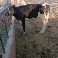 گوساله ماده فروشی . در شهداد