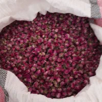 غنچه گل محمدی