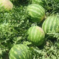 فروش هندوانه شرطی عمده و تکی در مشکین