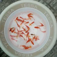 ماهی گلی|ماهی|بابل, |دیوار