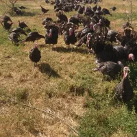 فروش بوقلمون محلی واُرگانیک|حیوانات مزرعه|چاراویماق, |دیوار