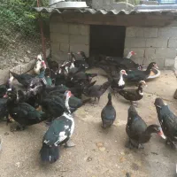 اردک اسرائیلی
