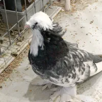 کبوتر کفتر زینتی تزیینی