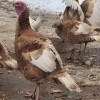 بوقلمون محلی قرمز.|حیوانات مزرعه|سقز, |دیوار