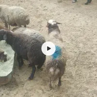 یک راس قوچ دوسال میش رون