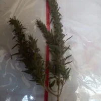 کاکوتی دیم