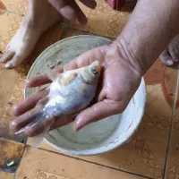 فروش ویژه کالیکو و کوی سوپر باله