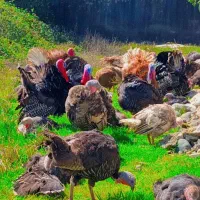 مرغ گلین.بوقلمون.غوغاز.اردک.مرغ شاخدار