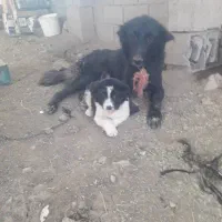 سگ لاس دزدیده شده