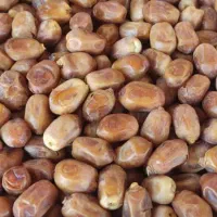 خرما کبکاب و زاهدی ارسال از خشت و تهران|خوردنی و آشامیدنی|تهران, شهرک چیتگر|دیوار