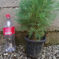 کاج سبز فشرده|گل و گیاه طبیعی|واجارگاه, |دیوار