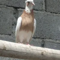 کفتر کبوتر،مرغ