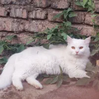 پرشین ماده سفید