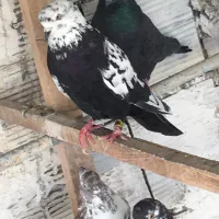 کفتر نر قاره پرشی