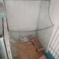 همستر بالغ و بچه با 6 عدد آکواریوم|موش و خرگوش|نجفآباد, امام خمینی|دیوار