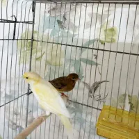 ۲عدد قناری نر