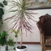 گلدان دراسنا