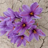 فروش دستگاه زعفران خشک کن