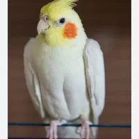 عروس هلندی گمشده