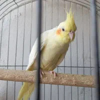 عروس هلندی مولد