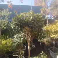 گیاه پزشک باغبانی و هرس و کاشت درخت گیاهان تزئینی|خدمات باغبانی و درختکاری|مشهد, سجاد شهر|دیوار