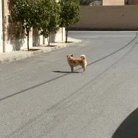 سگ اشپیتز روباهی