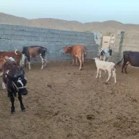 فروش گاو و