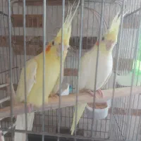 عروس هلندی لوتینو