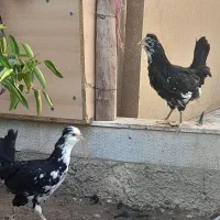 گلین لری|حیوانات مزرعه|زرقان, |دیوار