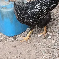 جوجه ویاندوت سیلور